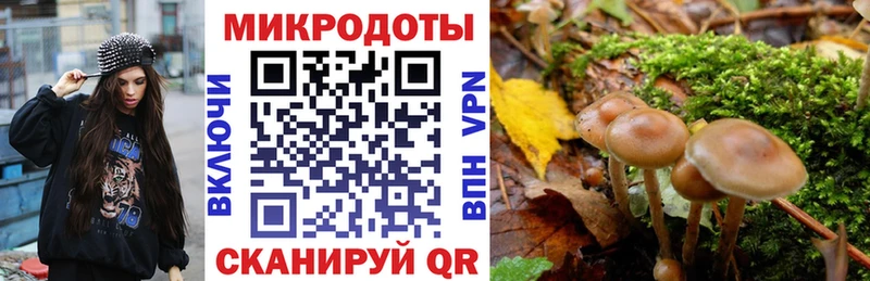 Галлюциногенные грибы Psilocybe  где можно купить   Короча 